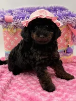 Eliana, a female Miniature Goldendoodle for sale in Cooper City, FL – Photo 1 of 10