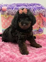 Eliana, a female Miniature Goldendoodle for sale in Cooper City, FL – Photo 9 of 10