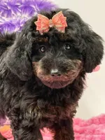 Eliana, a female Miniature Goldendoodle for sale in Cooper City, FL – Photo 2 of 10