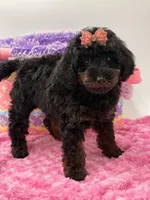 Eliana, a female Miniature Goldendoodle for sale in Cooper City, FL – Photo 10 of 10