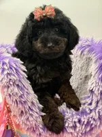 Eliana, a female Miniature Goldendoodle for sale in Cooper City, FL – Photo 7 of 10