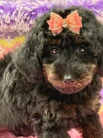 Eliana, a female Miniature Goldendoodle for sale in Cooper City, FL – Photo 4 of 10