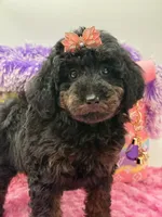 Eliana, a female Miniature Goldendoodle for sale in Cooper City, FL – Photo 6 of 10