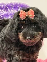 Eliana, a female Miniature Goldendoodle for sale in Cooper City, FL – Photo 8 of 10