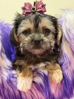 lulu, a female Morkie for sale in Cooper City, FL – 4 of 5