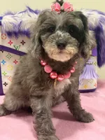 Lola, a female Cavapoo for sale in Cooper City, FL – 4 of 9