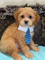  Charlie , a male Cavapoo for sale in Cooper City, FL – 1 of 6
