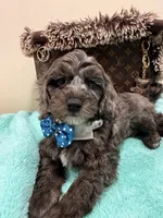 Tim, a male Cavapoo for sale in Cooper City, FL – 7 of 8