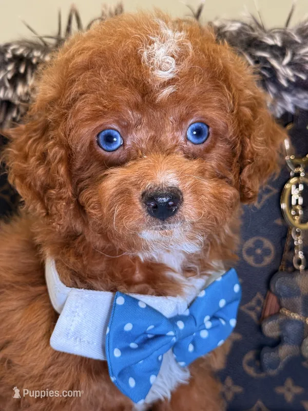 Mark – Cavapoo puppy for sale in Cooper City, FL