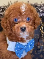Mark, a male Cavapoo for sale in Cooper City, FL – 1 of 8