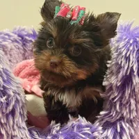 zoe , a female Yorkshire Terrier for sale in Cooper City, FL – Photo 7 of 7