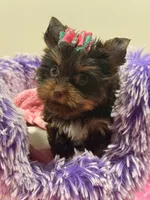 zoe , a female Yorkshire Terrier for sale in Cooper City, FL – Photo 7 of 7