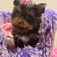 zoe , a female Yorkshire Terrier for sale in Cooper City, FL – Photo 6 of 7