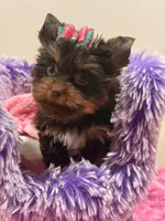 zoe , a female Yorkshire Terrier for sale in Cooper City, FL – Photo 6 of 7