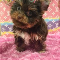 zoe , a female Yorkshire Terrier for sale in Cooper City, FL – Photo 1 of 7