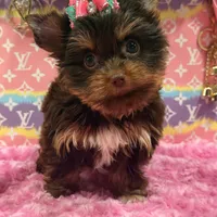 zoe , a female Yorkshire Terrier for sale in Cooper City, FL – Photo 2 of 7