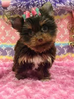 zoe , a female Yorkshire Terrier for sale in Cooper City, FL – Photo 2 of 7