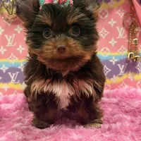 zoe , a female Yorkshire Terrier for sale in Cooper City, FL – Photo 4 of 7