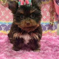zoe , a female Yorkshire Terrier for sale in Cooper City, FL – Photo 3 of 7