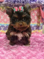 zoe , a female Yorkshire Terrier for sale in Cooper City, FL – Photo 3 of 7