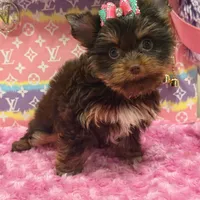 zoe , a female Yorkshire Terrier for sale in Cooper City, FL – Photo 5 of 7