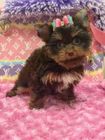 zoe , a female Yorkshire Terrier for sale in Cooper City, FL – Photo 5 of 7