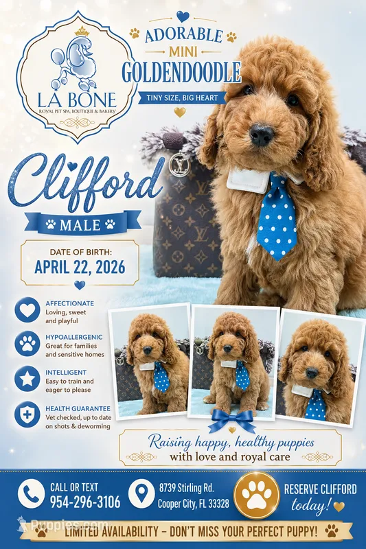 Clifford  – Miniature Goldendoodle puppy for sale in Cooper City, FL