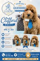 Clifford , a male Miniature Goldendoodle for sale in Cooper City, FL – 1 of 4
