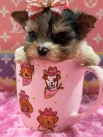 Channel , a female Yorkshire Terrier for sale in Cooper City, FL – Photo 1 of 3