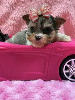 Channel , a female Yorkshire Terrier for sale in Cooper City, FL – Photo 3 of 3