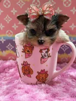 Channel , a female Yorkshire Terrier for sale in Cooper City, FL – Photo 2 of 3