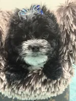 Lucas, a male Yorkipoo for sale in Cooper City, FL – 8 of 8