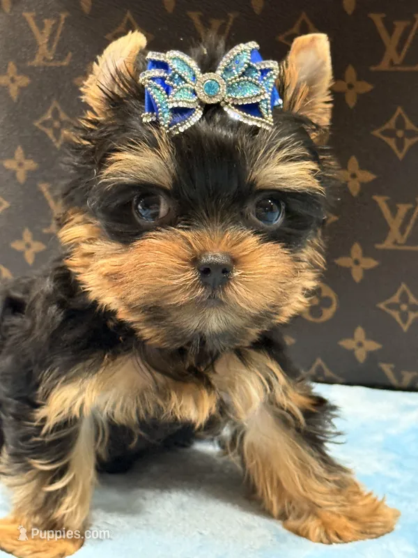 cody – Yorkshire Terrier puppy for sale in Cooper City, FL