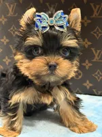 cody, a male Yorkshire Terrier for sale in Cooper City, FL – 1 of 7