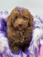 Lola, a female Miniature Goldendoodle for sale in Cooper City, FL – Photo 9 of 9