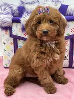 Lola, a female Miniature Goldendoodle for sale in Cooper City, FL – Photo 5 of 9
