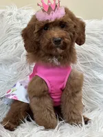 Lola, a female Miniature Goldendoodle for sale in Cooper City, FL – Photo 2 of 9