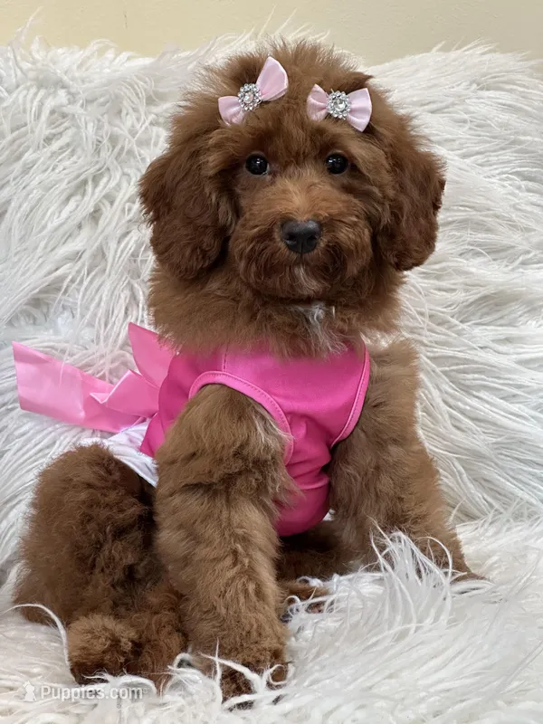Lola, a female Miniature Goldendoodle for sale in Cooper City, FL – Photo 1 of 9