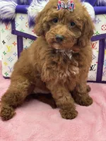 Lola, a female Miniature Goldendoodle for sale in Cooper City, FL – Photo 8 of 9