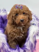 Lola, a female Miniature Goldendoodle for sale in Cooper City, FL – Photo 7 of 9