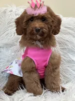 Lola, a female Miniature Goldendoodle for sale in Cooper City, FL – Photo 4 of 9