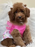 Lola, a female Miniature Goldendoodle for sale in Cooper City, FL – Photo 3 of 9