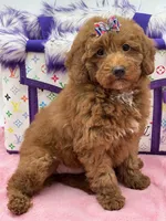 Lola, a female Miniature Goldendoodle for sale in Cooper City, FL – Photo 6 of 9
