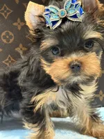 louis , a male Yorkshire Terrier for sale in Cooper City, FL – 3 of 5