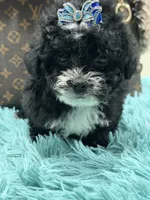 Lucas, a male Yorkipoo for sale in Cooper City, FL – 6 of 8