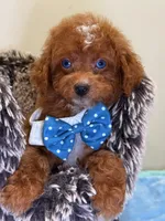 Mark, a male Cavapoo for sale in Cooper City, FL – 3 of 8