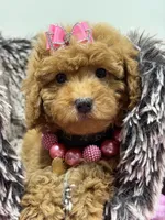 Zoey , a female Miniature Goldendoodle for sale in Cooper City, FL – 5 of 5