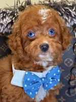 Mark, a male Cavapoo for sale in Cooper City, FL – 4 of 8