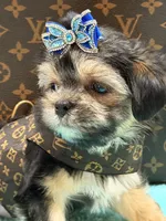 Albert , a male Morkie for sale in Cooper City, FL – 3 of 6