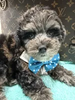 Blue, a male Yorkipoo for sale in Cooper City, FL – 2 of 5